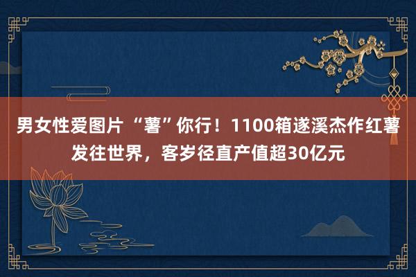 男女性爱图片 “薯”你行！1100箱遂溪杰作红薯发往世界，客岁径直产值超30亿元